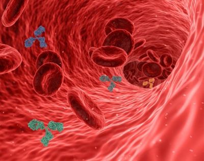 SARS-CoV-2 : l’infection induit des anticorps capables de tuer les cellules infectées quelle que soit la sévérité de la maladie